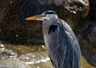 Bild-Nr.:  2016_08_27-057   BSC Familienausflug 2016 Wilhelma - Stuttgart •   Brennweite:  400.0mm •  Blende:  5.6 •  Belichtungszeit:  1/800s •  ISO:  500 •  Blitz:  Nein •  Fotograf:  Enrico Hof