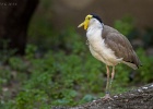 Bild-Nr.:  2016_08_27-058   BSC Familienausflug 2016 Wilhelma - Stuttgart •   Brennweite:  400.0mm •  Blende:  6.3 •  Belichtungszeit:  1/800s •  ISO:  2500 •  Blitz:  Nein •  Fotograf:  Enrico Hof