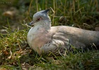 Bild-Nr.:  2016_08_27-060   BSC Familienausflug 2016 Wilhelma - Stuttgart •   Brennweite:  400.0mm •  Blende:  5.6 •  Belichtungszeit:  1/800s •  ISO:  3200 •  Blitz:  Nein •  Fotograf:  Enrico Hof