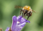 Bild-Nr.:  2017-06-16-1526_092a   BSC Kanufreizeit Weickertsgrüben •   Brennweite:  180.0mm •  Blende:  6.3 •  Belichtungszeit:  1/1000s •  ISO:  1000 •  Blitz:  Nein •  Fotograf:  Adrian Kreuzer