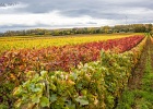 Bild-Nr.:  2017-10-21-154410_015e   Weinprobe in Abenheim mit dem BSC Einhausen 2017 •   Brennweite:  35mm •  Blende:  8.0 •  Belichtungszeit:  1/80s •  ISO:  400 •  Blitz:  Nein •  Fotograf:  Enrico Hof