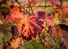 Bild-Nr.:  2017-10-21-154645_016e   Weinprobe in Abenheim mit dem BSC Einhausen 2017 •   Brennweite:  35mm •  Blende:  2.8 •  Belichtungszeit:  1/250s •  ISO:  400 •  Blitz:  Nein •  Fotograf:  Enrico Hof