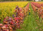 Bild-Nr.:  2017-10-21-154943_018e   Weinprobe in Abenheim mit dem BSC Einhausen 2017 •   Brennweite:  35mm •  Blende:  5.6 •  Belichtungszeit:  1/125s •  ISO:  400 •  Blitz:  Nein •  Fotograf:  Enrico Hof