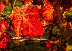 Bild-Nr.:  2017-10-21-164013_037e   Weinprobe in Abenheim mit dem BSC Einhausen 2017 •   Brennweite:  35mm •  Blende:  5.6 •  Belichtungszeit:  1/500s •  ISO:  400 •  Blitz:  Nein •  Fotograf:  Enrico Hof